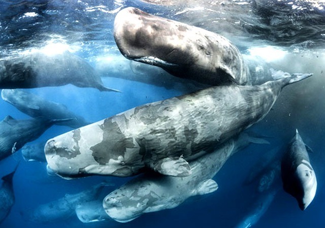 عنبر نهنگ در صنعت عطر سازی